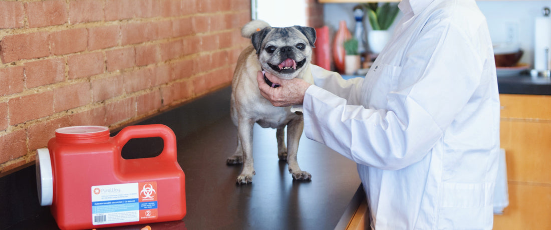 Traveling With a Pet That Requires Injections: Tips for Staying Organized