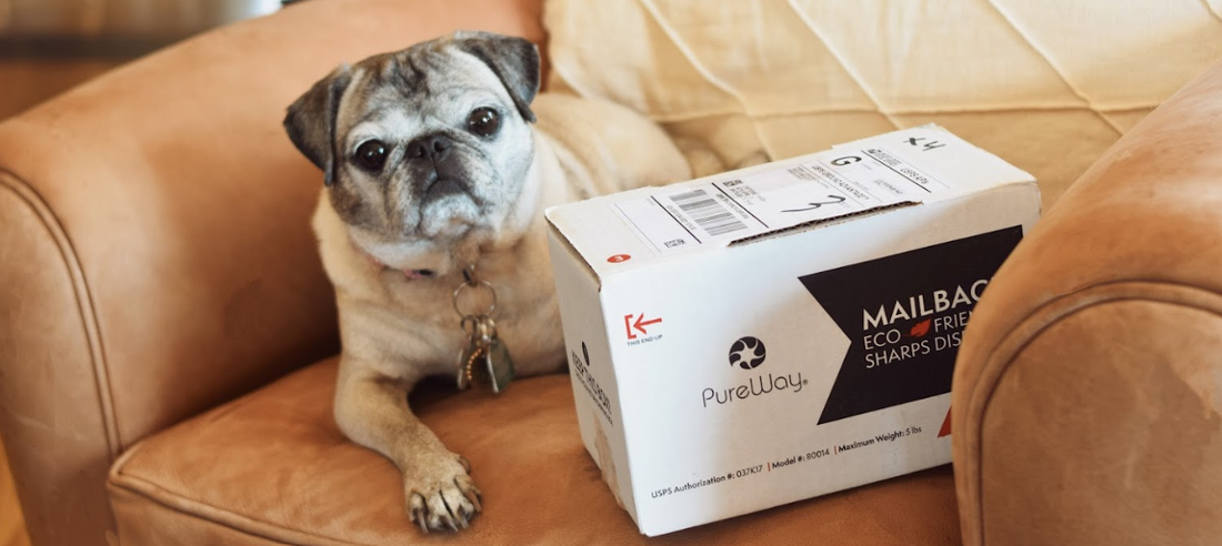 7 Common Questions About Giving Pets Injections at Home