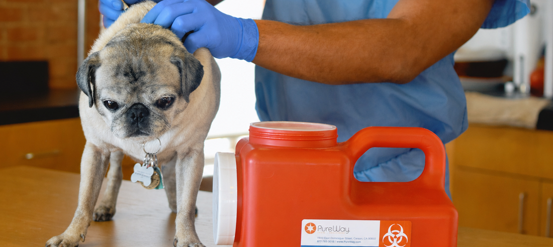 Building Your Pet Diabetes Care Kit: What Every Pet Parent Should Have at Home